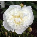 ΠΑΙΟΝΙΑ ΛΕΥΚΗ.....-PAEONIA   DE NEMOURS